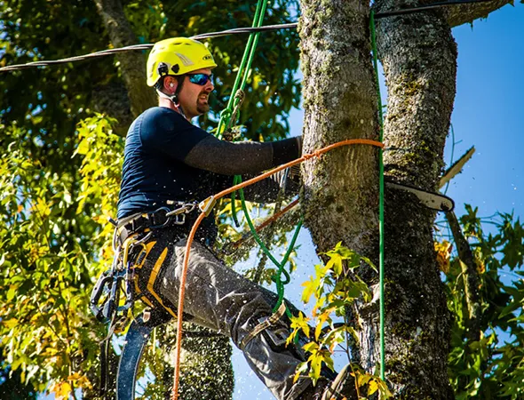 Tree Trimming vs. Tree Pruning