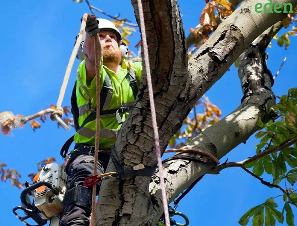 Arborist Services