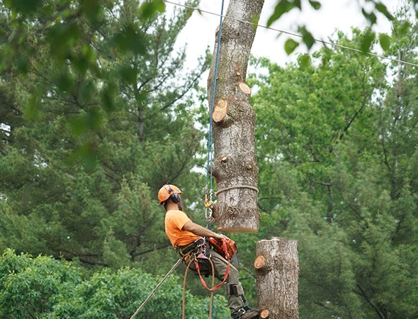 Tree Removal