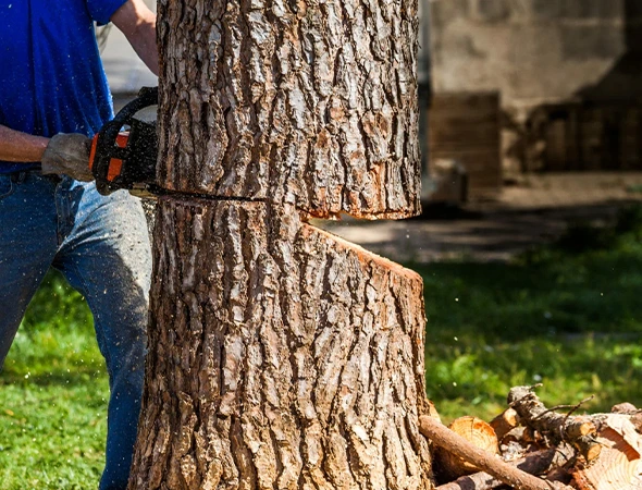 Emergency Tree Removal Services
