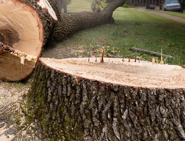 Stump Grinding