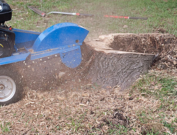 Stump Grinding vs. Stump Removal