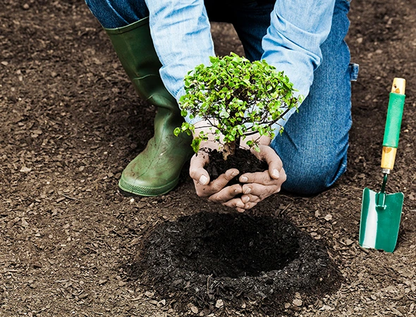 Tree Planting
