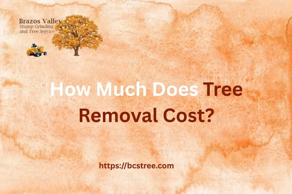 How Much Does Tree Removal Cost