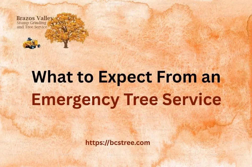 What to Expect From an Emergency Tree Service